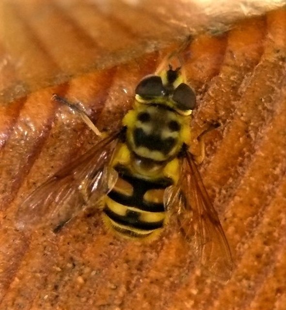 Myathropa florea - halálfejes odúlégy