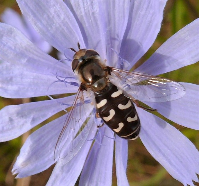 Scaeva pyrastri - gyakori nagyhomlokúlégy