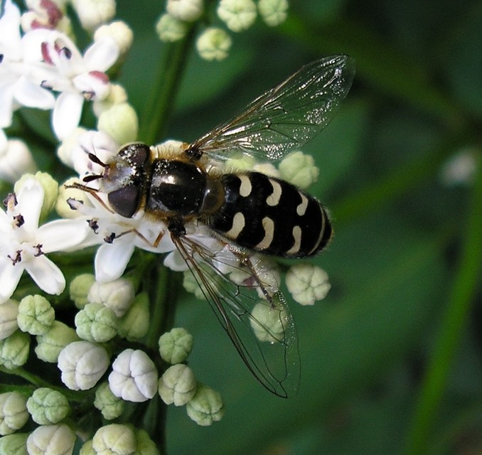 Scaeva pyrastri - gyakori nagyhomlokúlégy