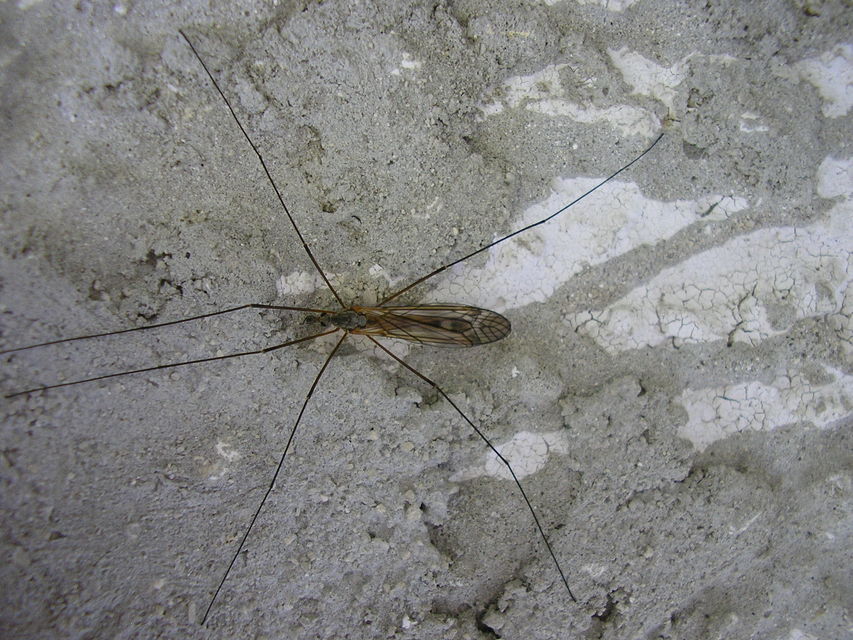 Tipula