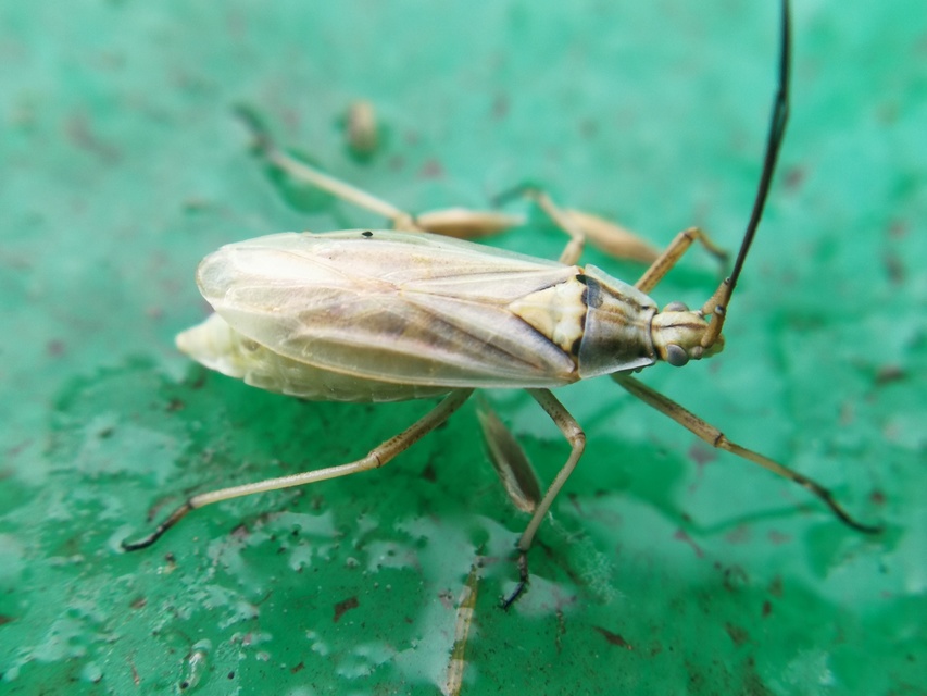 Acetropis