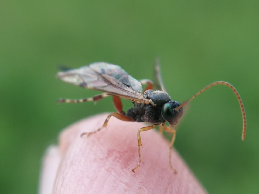 Itoplectis
