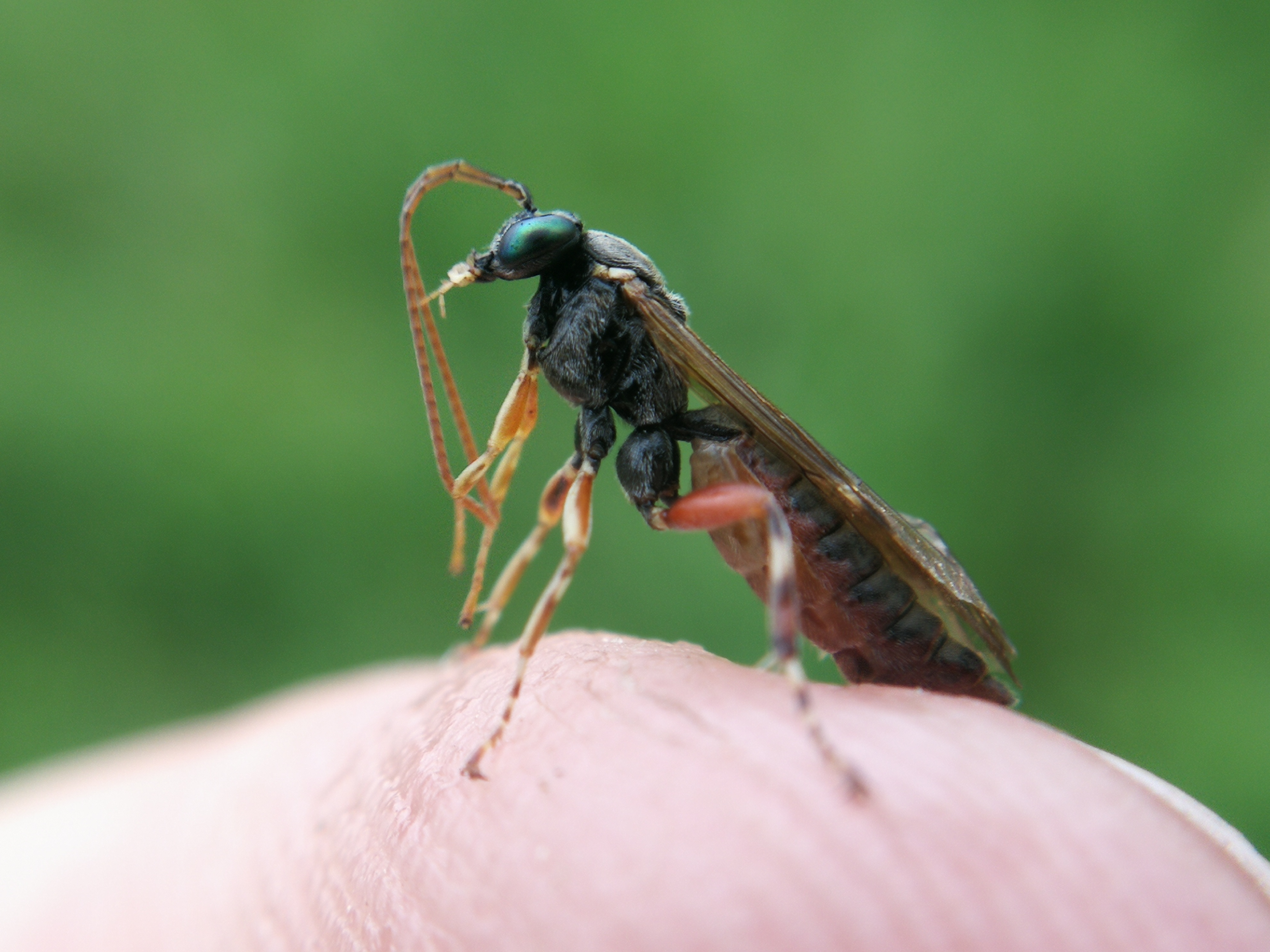Itoplectis