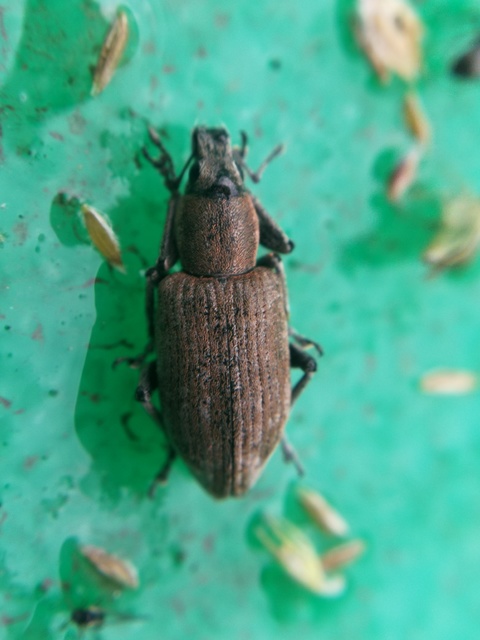 Tanymecus palliatus - közönséges hegyesfarúbarkó