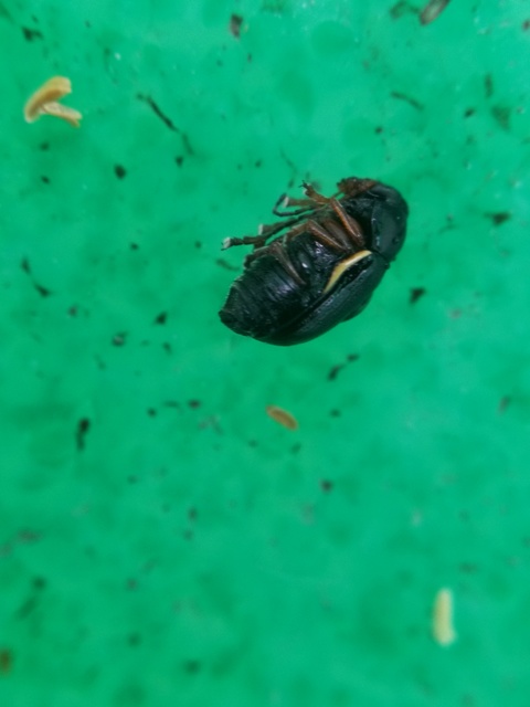Cryptocephalus bameuli/flavipes