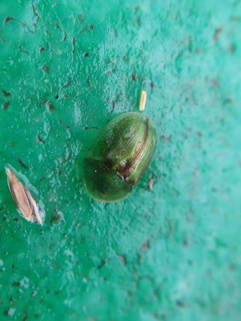 Cassida Cassida