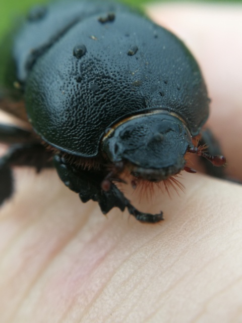Pentodon idiota - butabogár