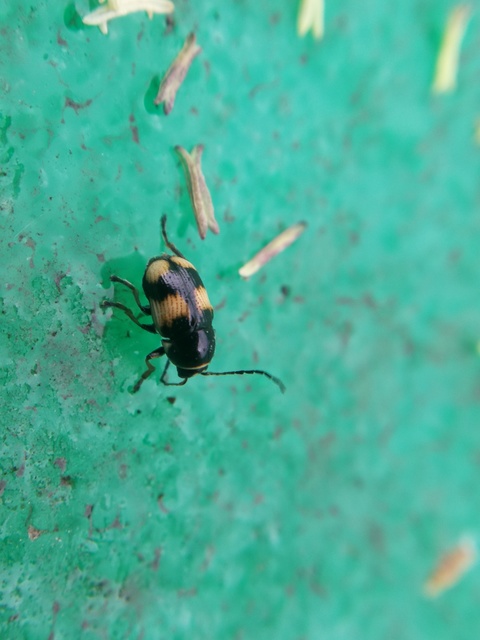 Cryptocephalus moraei - közönséges zömökbogár