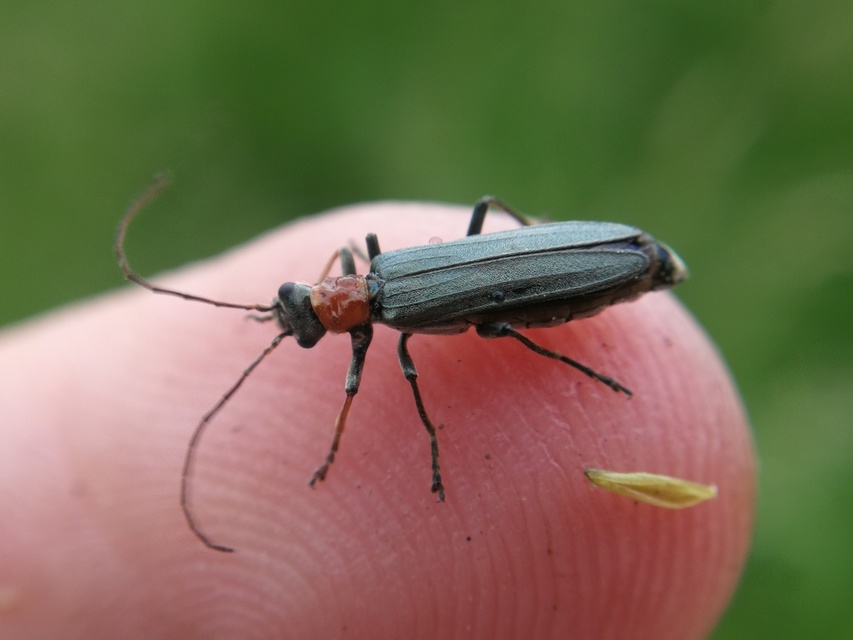 Oedemera croceicollis - pirostorú álcincér