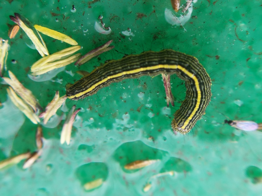 Cucullia asteris - őszirózsa-csuklyásbagoly