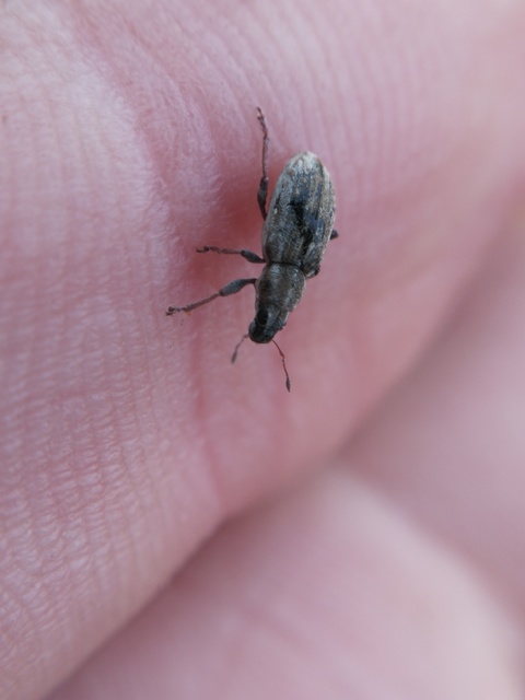 Sitona humeralis - lucerna-csipkézőbogár