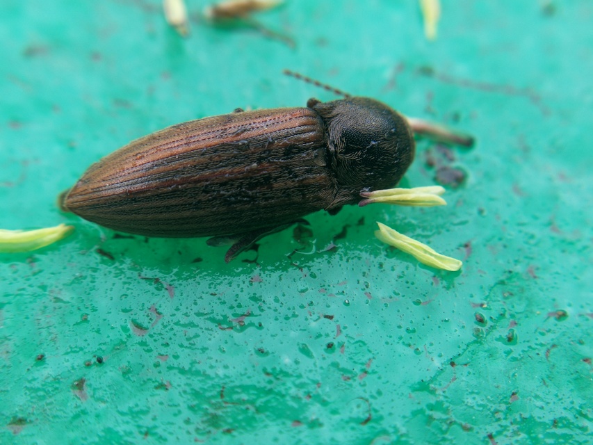 Agriotes lineatus - vetési pattanó