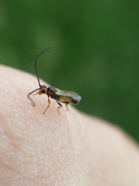Braconidae - gyilkosfürkészek
