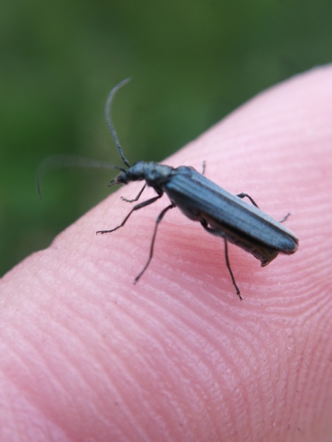 Oedemera
