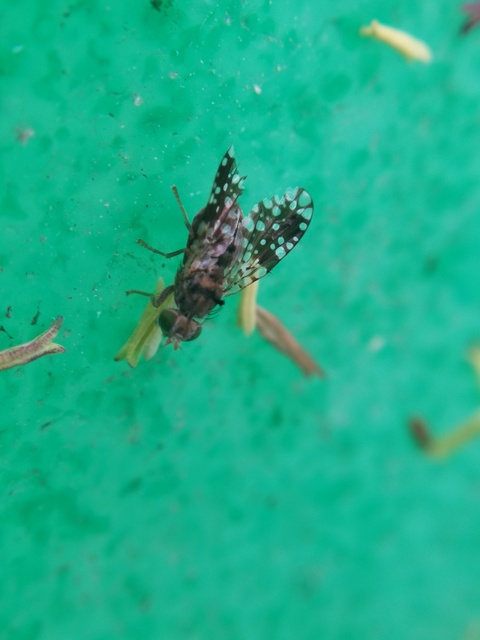 Tephritidae - fúrólégyfélék
