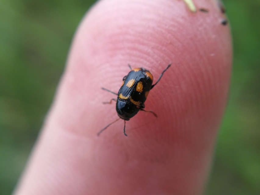 Cryptocephalus anticus - réti zömökbogár