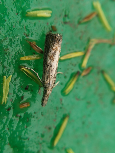 Platytes cerussella - törpe fűgyökérmoly