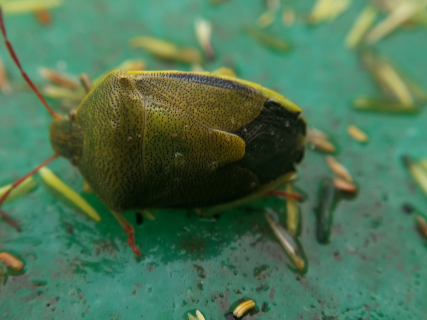Piezodorus lituratus - bíboros címerespoloska Piezodorus lituratus - bíboros címerespoloska