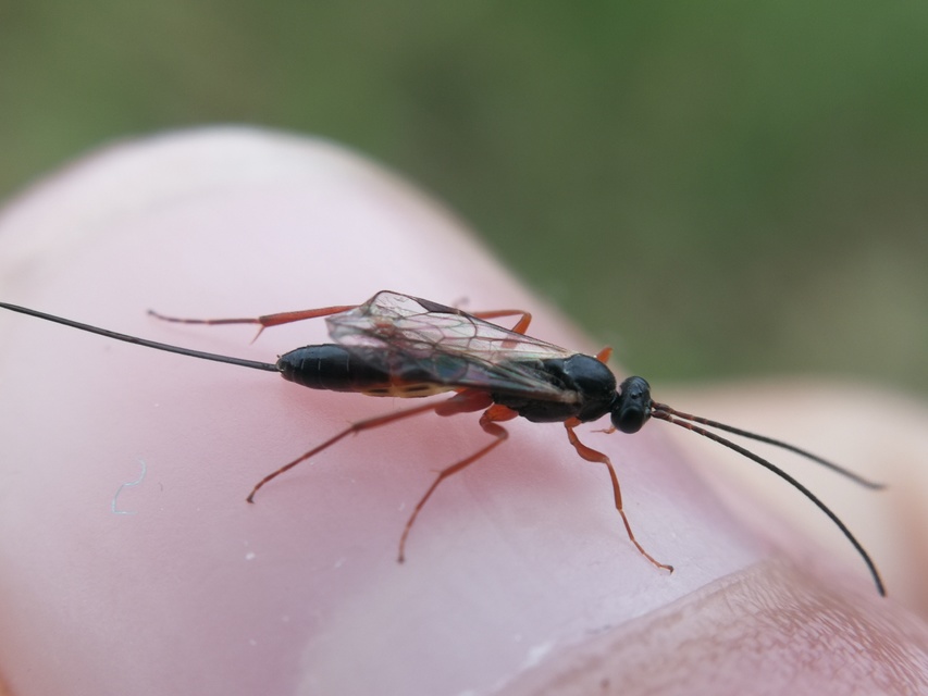 Lissonota