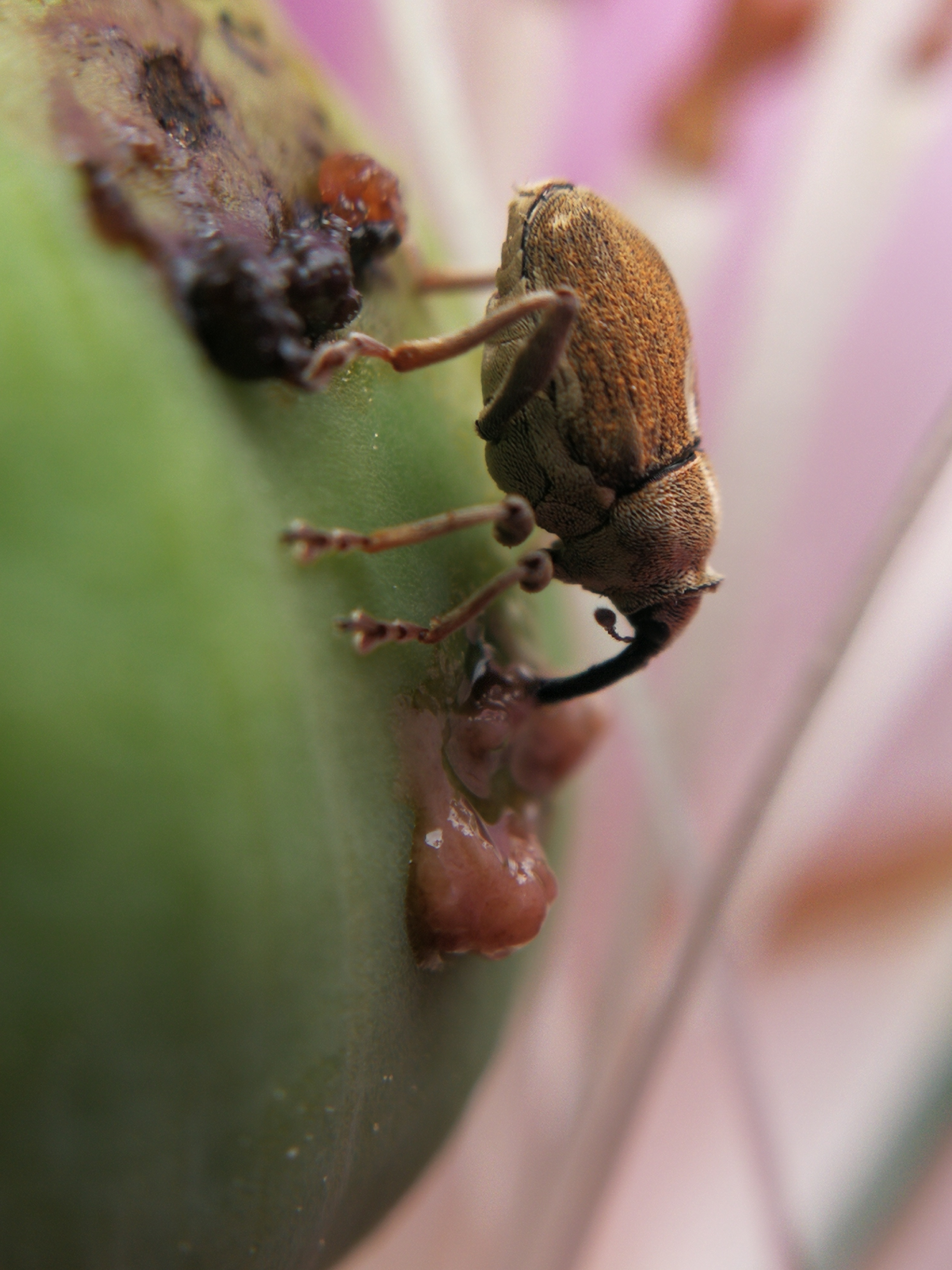 Glocianus maculaalba - közönséges máktokormányos