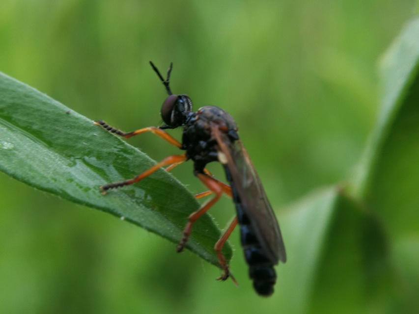 Dioctria rufithorax