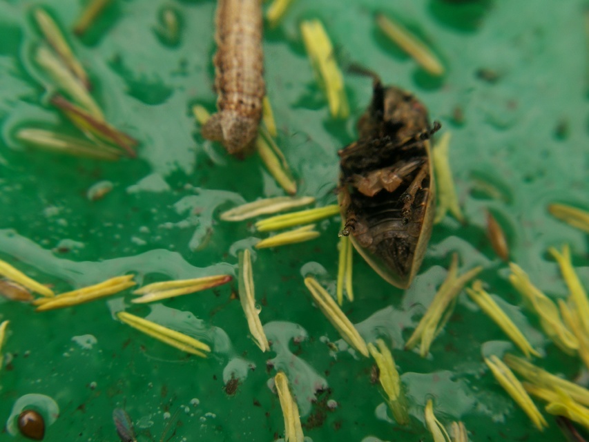 Lepyronia coleoptrata