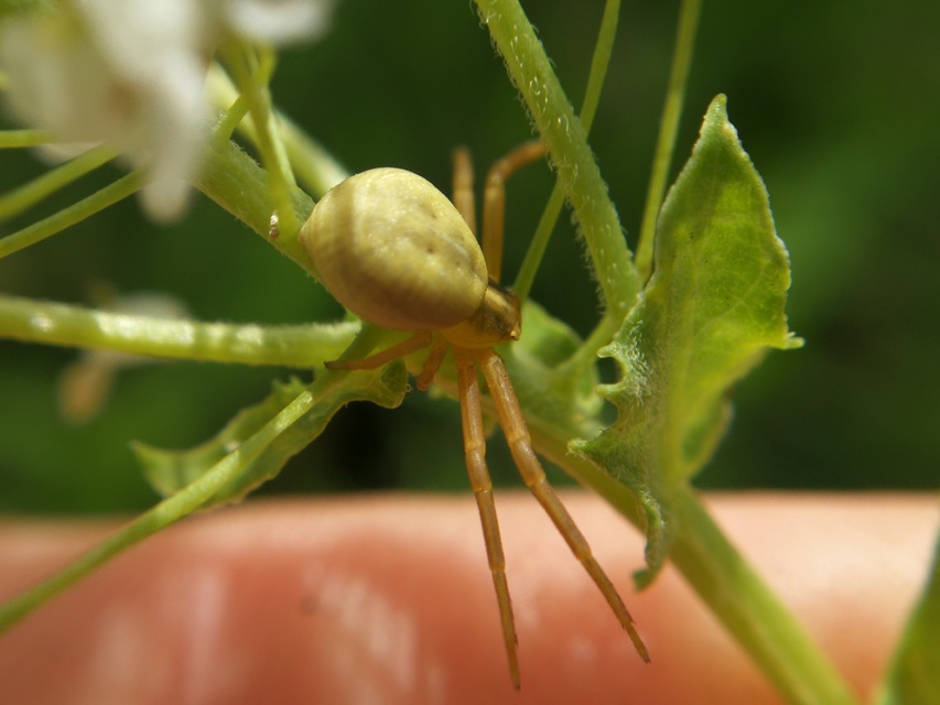 Misumena vatia - viráglakó karolópók