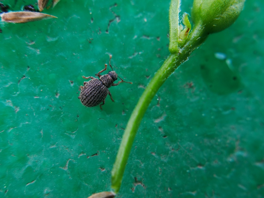 Brachysomus fremuthi - pannon gyepormányos Brachysomus fremuthi - pannon gyepormányos