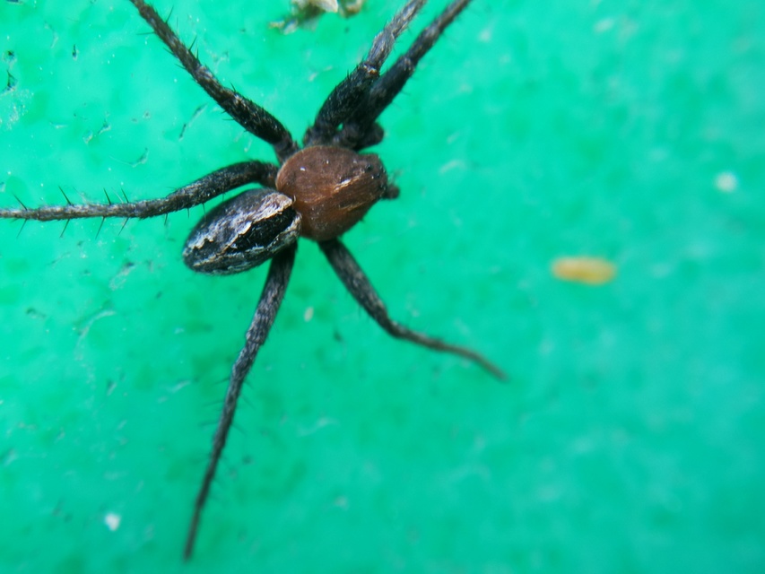 Thanatus arenarius