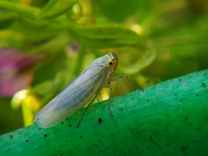 Cicadella viridis - méregzöld kabóca