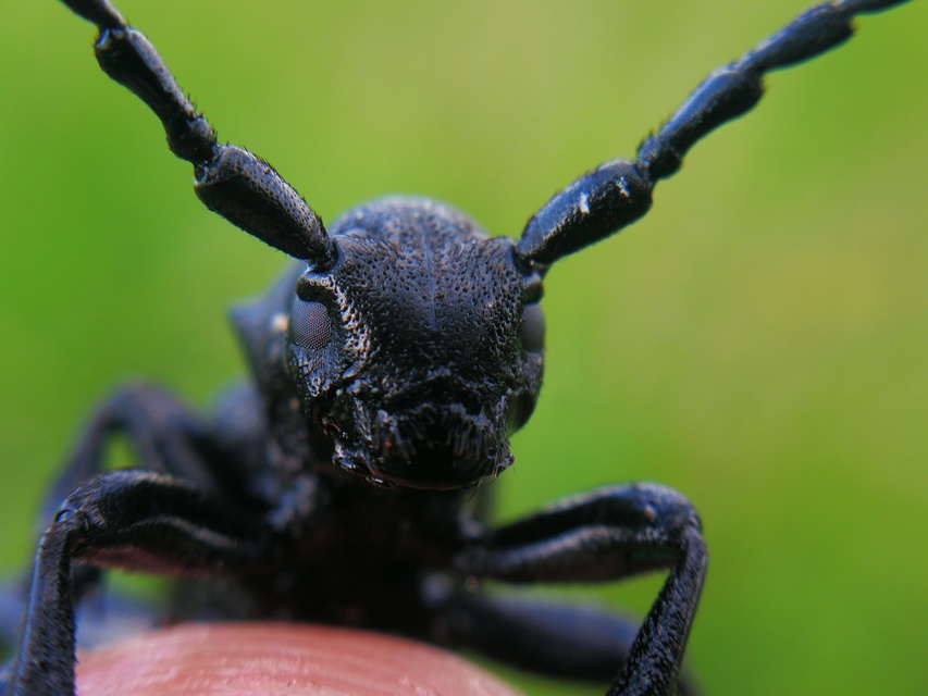 Dorcadion aethiops - fekete gyalogcincér