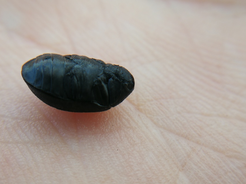 Byrrhus pilula - közönséges labdacsbogár