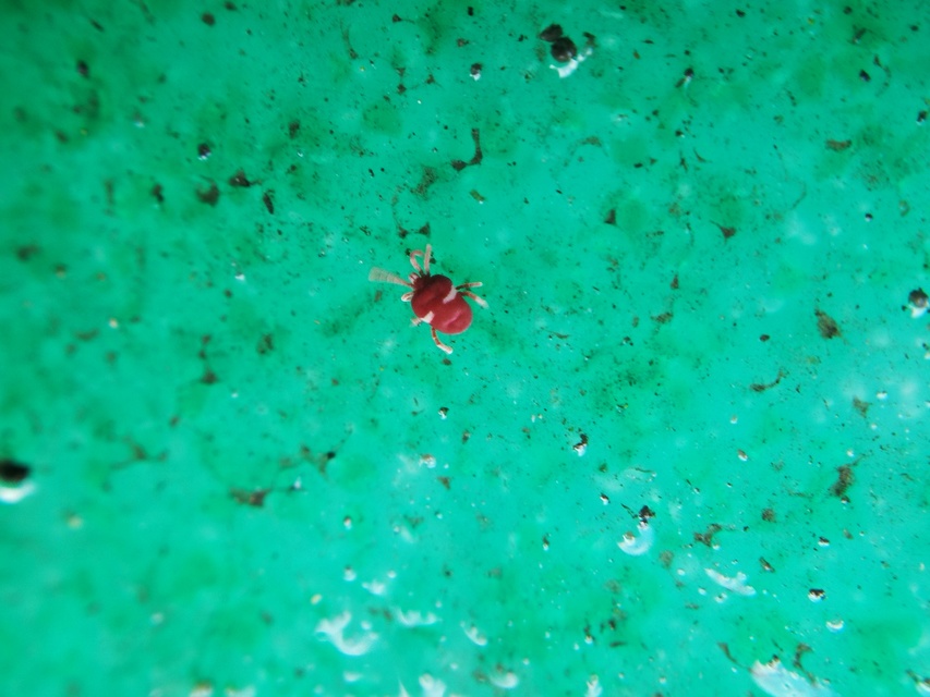 Trombidiidae