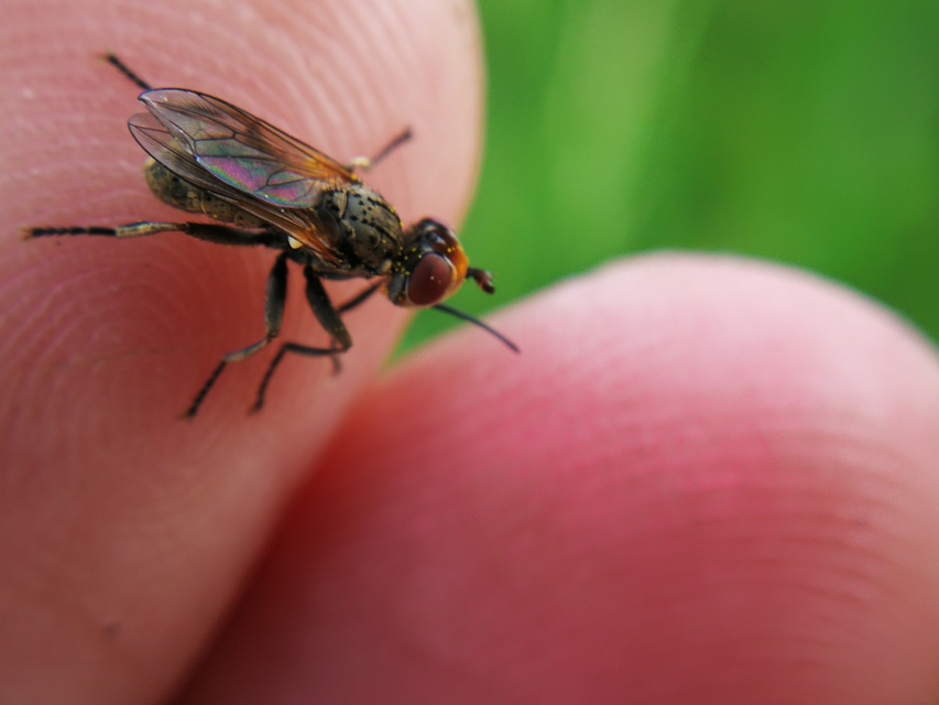 Conopidae - fejeslegyek