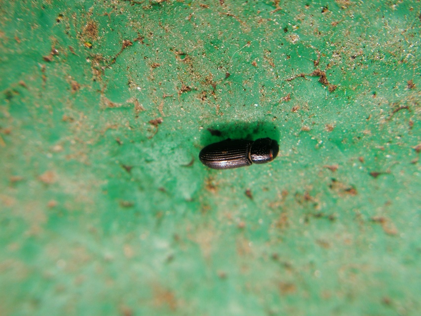 Pleurophorus caesus - hengeres trágyabogár