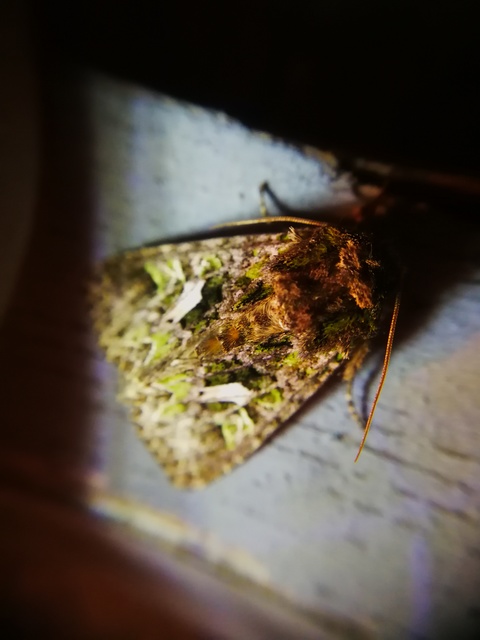 Trachea atriplicis - nyári zöldbagoly