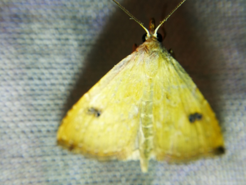 Rivula sericealis - selymes lórombagoly