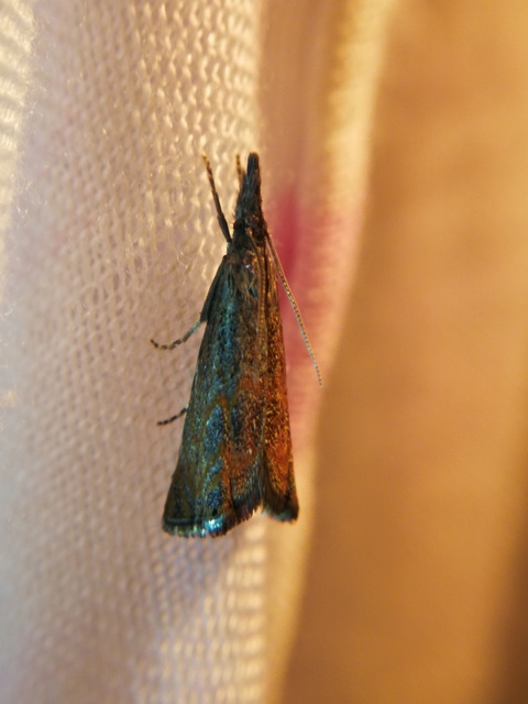 Platytes cerussella - törpe fűgyökérmoly