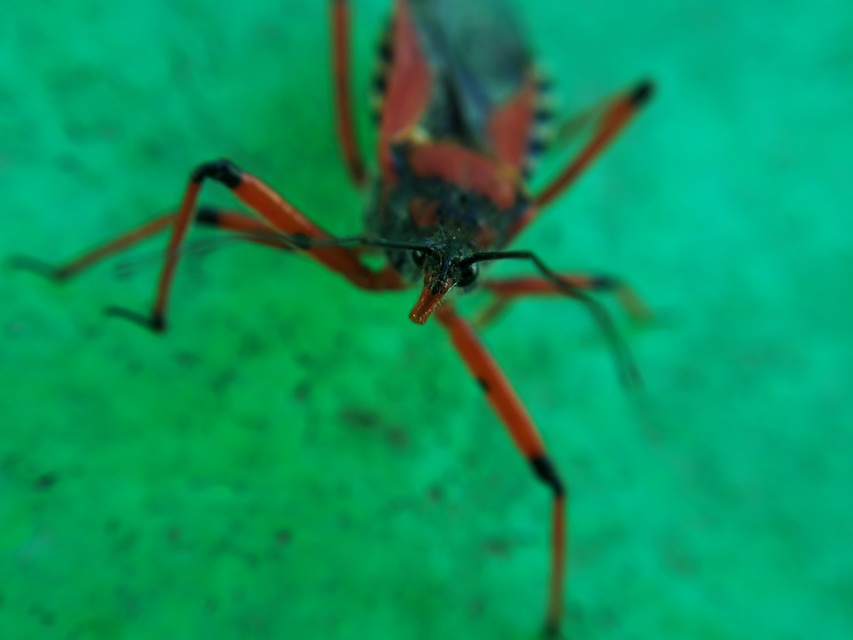 Rhynocoris iracundus - közönséges gyilkospoloska