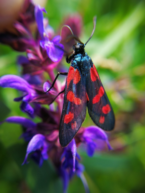 Zygaena filipendulae - acélszínű csüngőlepke