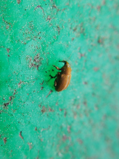 Tychius