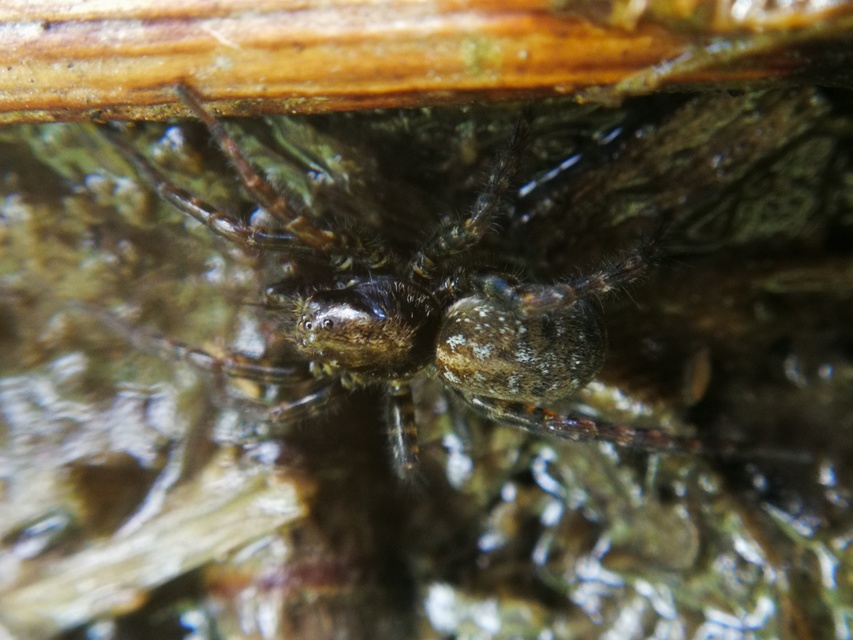 Arctosa leopardus