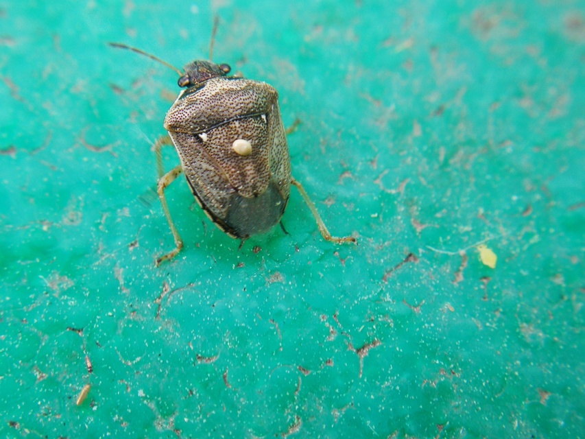 Eysarcoris ventralis - fakó feketefejű-poloska Eysarcoris ventralis - fakó feketefejű-poloska