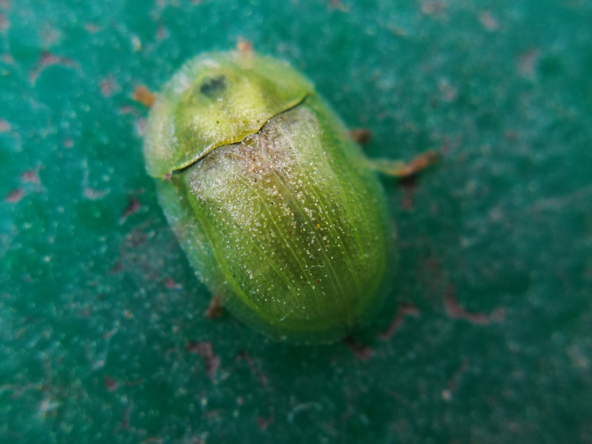 Cassida Cassida