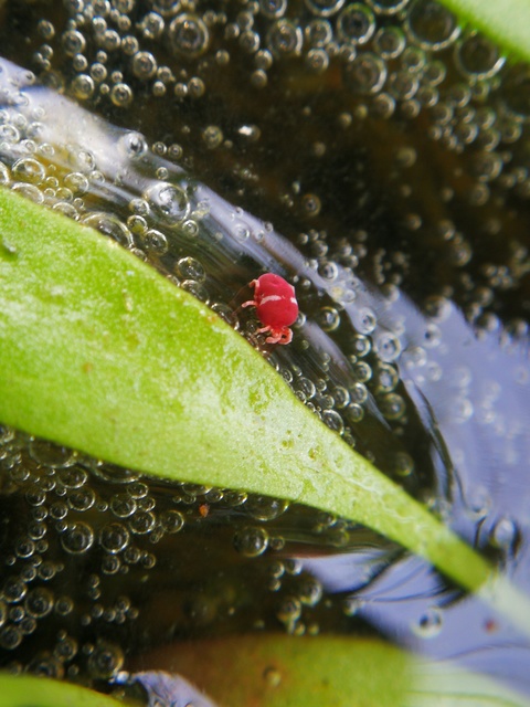 Trombidiidae