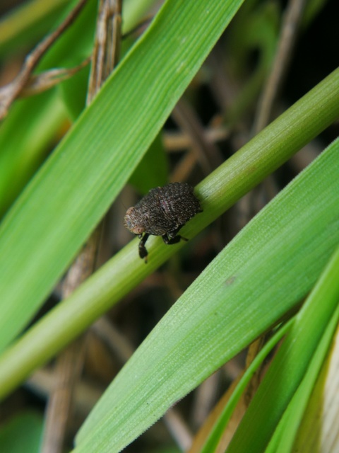 Caliscelidae
