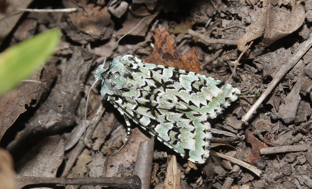 Griposia aprilina - őszi zöldbagoly