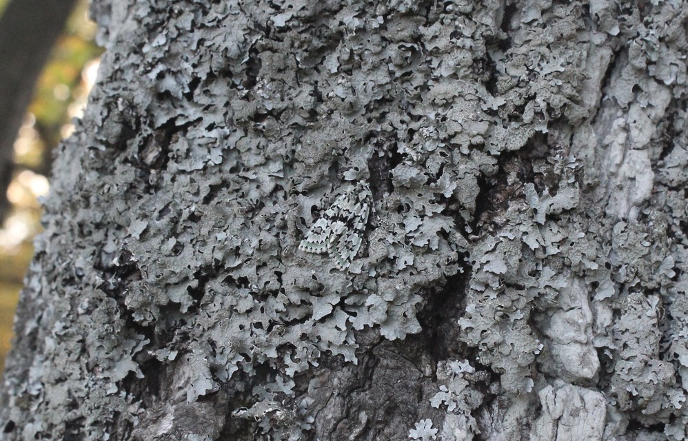 Griposia aprilina - őszi zöldbagoly