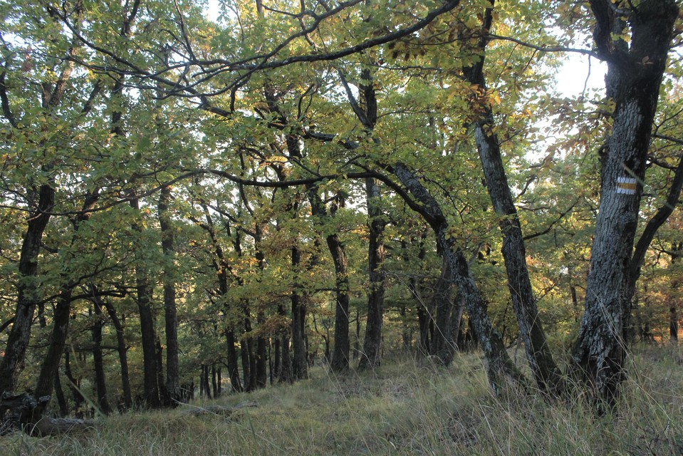 Griposia aprilina - őszi zöldbagoly