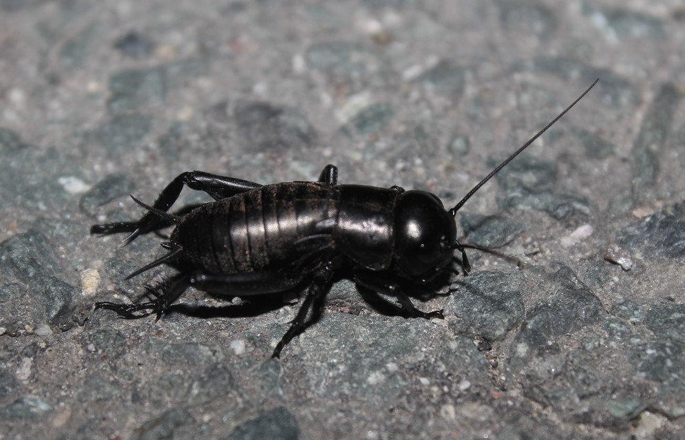 Gryllus campestris - mezei tücsök